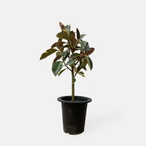수채화 고무나무 중대형 공기정화 인테리어 관엽식물 모종