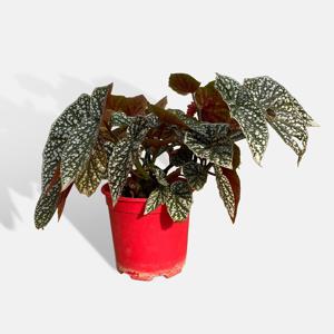 스노우캡 베고니아 중형 공기정화 인테리어 반려식물