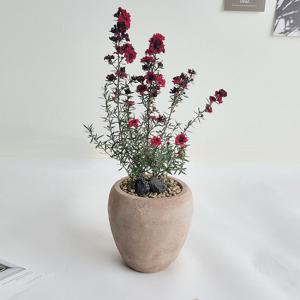 호주매화 일지매 빨간꽃,하얀꽃 꽃피는 야생화 식물