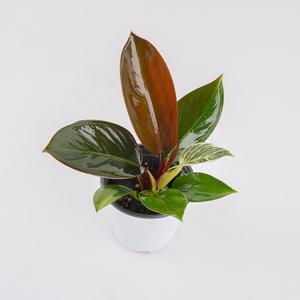 레드콩고 소품 실내 공기정화 키우기 쉬운 식물 반려식물 플랜테리어 필로덴드론 썬레드