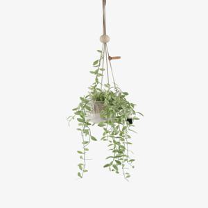 디시디아 화이트 + 행잉 팟커버_댕글 P