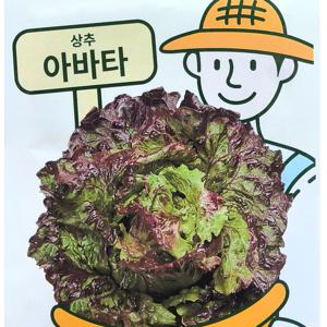 포기상추 아바타 상추씨앗 1000립 꽃상추 상추씨