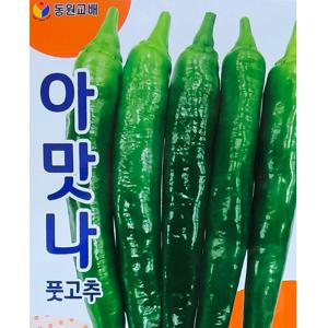 아맛나 풋고추씨앗 100립 오이 고추씨