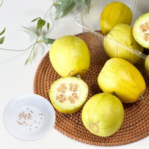 망고참외 씨앗 애플참외 씨앗 30립 신품종 과일 종자