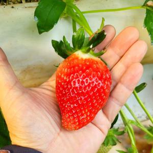 킹스베리 딸기 모종 화분 딸기키우기