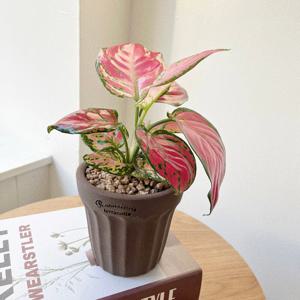 아글라오네마 엔젤 공기정화식물 로자리안 토분 플랜테리어 개업 집들이