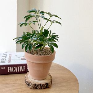 홍콩야자 소형 화분 키우기쉬운 실내공기정화식물 이태리토분 플랜테리어