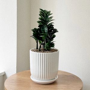 보석금전수 돈나무 중형 개업화분 취임 영전 축하 화분배달 플랜테리어