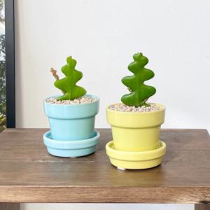 피쉬본 선인장 다육이 미니화분