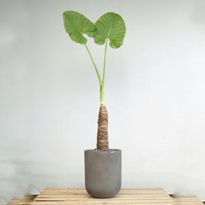 대형 알로카시아 빈티지다크그레이화분