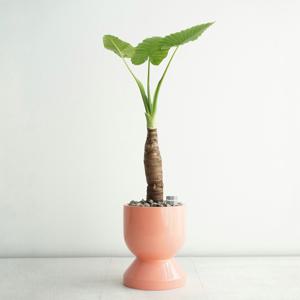 알로카시아 코랄 핑크 GP-2 중형 집들이 거실 화분 인테리어