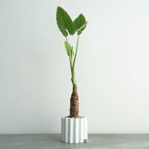 알로카시아 오도라 화이트 도리아 화분 대형 거실화분 공기정화화분