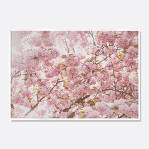 미드센추리 모던 감성 풍경 사진 인테리어 포스터 액자 황금 잎 벚꽃나무 가로형