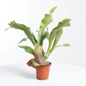 박쥐란 키우기쉬운 실내공기정화식물 인테리어식물 소형 모종