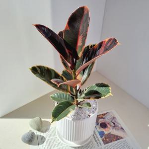 루비 수채화고무나무 중품 - 인테리어 공기정화 개업화분 플랜테리어 이사선물 입주화분