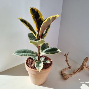 수채화고무나무 중품 - 인테리어 공기정화 개업화분 플랜테리어 이사선물 입주화분