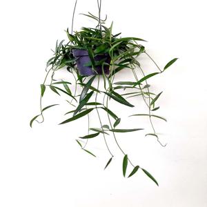 디시디아 필리핀 덩굴성 다육식물 행잉 에어플랜트 플랜테리어