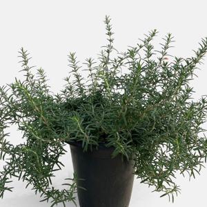클리핑 로즈마리 중대형 향기나는 대형 허브식물 모종