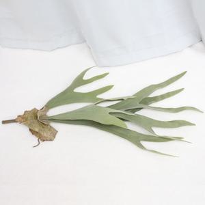 유니크 빈티지 박쥐란 조화 길이감이 있는 생화같은 감성 인테리어 소품 촬영소품