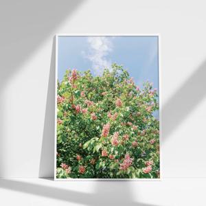 봄맞이 화사한 꽃그림 핑크 모란그림 장미 정원(엽서 추가 증정)