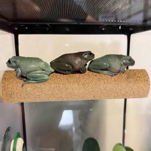 크레스티드게코 도마뱀 코르크 백업