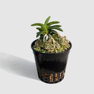 천재 풍란 미니 동양난 화초 플랜테리어 다육식물