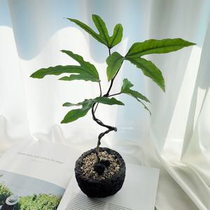 황칠나무 화산석 S 수형선별 실내인테리어 반려식물 개업화분