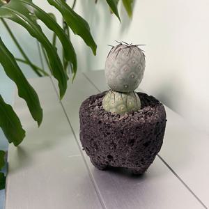 습지야 눈사람 선인장 인테리어 반려식물 블랙스톤M