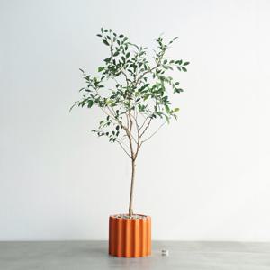 벤자민 고무나무 오렌지 도리아 화분 실내 대형화분 인테리어식물