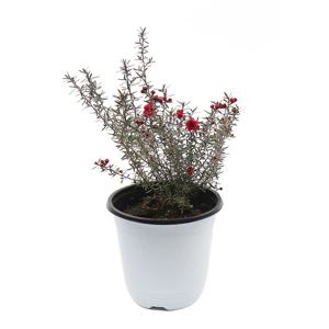 호주매화(중품) 마누카 호주매 겹꽃 야생화 실내인테리어 공기정화식물