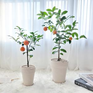 오렌지 레몬나무 스페셜크림토분 반려식물 키우기