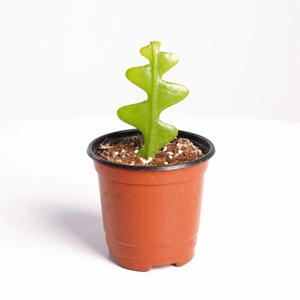피쉬본 생선뼈선인장 미니 다육식물 소형 모종
