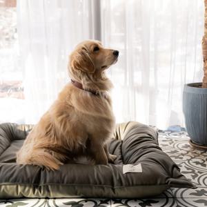 마지막수량! 프리미엄 레더 애견방석 대형견 쿠션