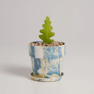 피쉬본 누아누아 블루레몬소다 실내공기정화식물 소형