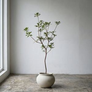 만리향 플랜테리어 개업 이사 승진 축하화분