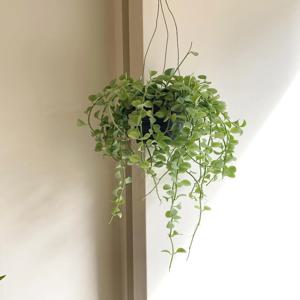 디시디아 그린애플 대품 행잉식물 공기정화