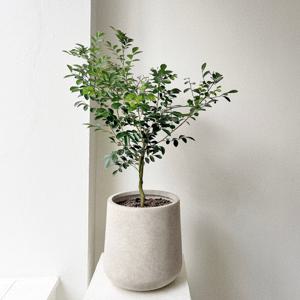 오렌지자스민 꽃 열매 중형 스톤라이트화분 개업 공기정화식물 플랜테리어