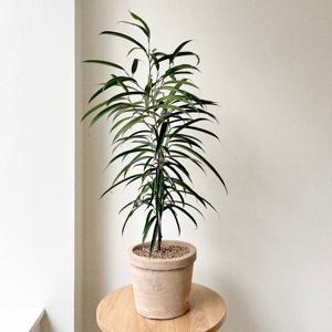 알리고무나무 개업화분 중형 실내공기정화식물 베트남토분 플랜테리어