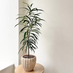 알리고무나무 집들이 개업화분 중형 실내공기정화식물 베트남토분 플랜테리어