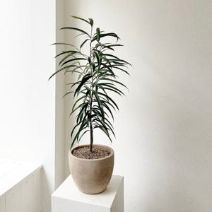 알리고무나무 집들이 개업화분 중형 실내공기정화식물 베트남토분 플랜테리어