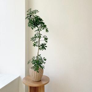 쉐프렐라 홍콩야자 중형 플랜테리어 개업화분 베트남토분 실내공기정화식물