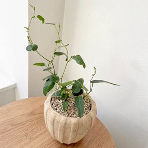 보라싸리 흰싸리 야생화 꽃 나무 싸리나무 베트남토분 소형 플랜테리어