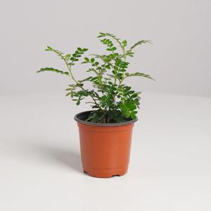 산초나무 키우기쉬운 실내공기정화식물 인테리어식물 소형 모종