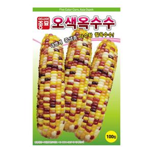 옥수수씨앗 오색옥수수 100립 다수확 종자