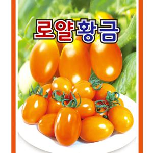 대추방울토마토씨앗 로얄황금 10립 미니토마토씨앗