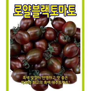 대추방울토마토씨앗 로얄블랙 10립 흑토마토씨앗