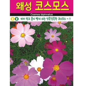 왜성 코스모스씨앗 200립 키작은