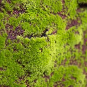 리얼 인조 이끼매트 1Mx1M 포켓 실내조경 인공잔디 조화이끼