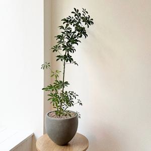 쉐프렐라 홍콩야자 공기정화식물 플랜테리어 집들이 개업화분 스톤라이트화분