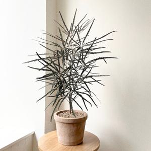 아랄리아 아라리오 공기정화식물 베트남토분 중형 플랜테리어 개업화분